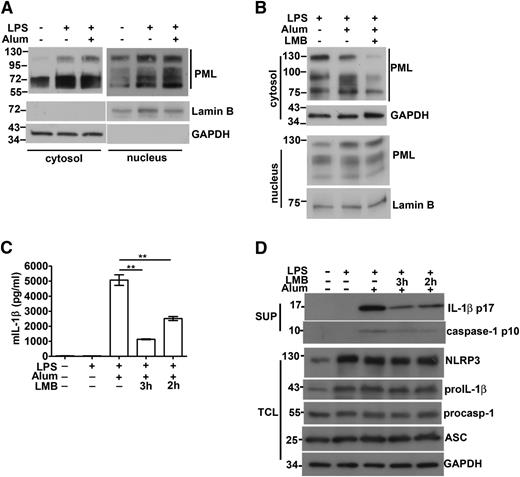 Figure 5. Association of cytosolic PML with caspase-1 activation and IL-1β production. (A) The level of cytosolic PML in macrophages was increased by LPS stimulation. BMDM cells were primed with LPS for 4 hours, followed by treatment with alum crystal (400 μg/mL) for 1 hour. The amounts of PML in cytosolic extracts (40 μg) and nuclear extracts (25 μg) were determined. The exposure time during development was 4 seconds for cytosolic extracts and 1 second for nuclear extracts. Lamin B and GAPDH were markers for nuclear and cytoplasmic extracts, respectively. (B) Leptomycin B (LMB) decreased the cytosolic presence of PML. LMB (10 ng/mL) was included in the LPS priming stage, and the contents of cytoplasmic and nuclear PML in BMDM determined as in (A). (C-D) LMB treatment suppressed caspase-1 activation and IL-1β production. BMDMs were treated with LPS for 1 to 2 hours, followed by addition of LMB for 2 to 3 hours (4 hours total LPS priming time). Next, alum crystals were added and incubated for an additional 4 hours. Culture supernatants were isolated and cell lysates were prepared as indicated. The levels of IL-1β in supernatants were measured by ELISA (C) and immunoblotting (D). The contents of NLRP3, pro–IL-1β, procaspase-1, ASC, and caspase-1 in cell lysates or supernatants were assessed by Western blotting (D). Representative results of 3 independent experiments are shown. **P < .01 for paired t-test.