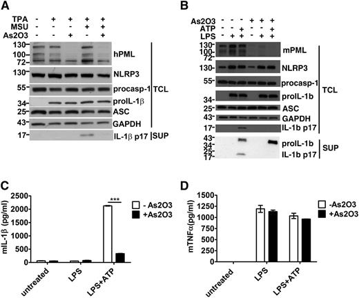 Figure 7. Arsenic trioxide suppresses MSU-induced IL-1β production by PML downregulation. (A) Arsenic trioxide promoted PML degradation and reduced IL-1β production in THP-1 cells. PMA-primed THP-1 cells were treated with or without arsenic trioxide (50 μM) for 1 hour, washed, and then stimulated with MSU for 6 hours. Culture supernatants and cell lysates were isolated and the contents of IL-1β and inflammasome components assessed by immunoblots. (B-C) Downregulation of PML by arsenic trioxide suppressed IL-1β generation in bone marrow–derived macrophages. BMDMs were stimulated with LPS for 4 hours, followed by arsenic trioxide (250 μM) for 1 hour, as indicated. Macrophages were washed and stimulated with ATP for an additional 30 minutes. IL-1β in the supernatants was determined by immunoblots (B) and ELISA (C). NLRP3 inflammasome components in TCLs were determined by immunoblots. (D) Arsenic trioxide did not affect TNF-α production. BMDMs were stimulated as in (B-C) and TNF-α in the supernatants was quantitated by ELISA. ***P < .001 for paired t-test.