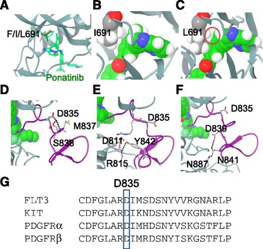 Figure 3. Modeling of FLT3-ponatinib interactions. (A) Docking model of FLT3 bound to ponatinib: gatekeeper residue F691 (cyan), I691 (brown), and L691 (green). Although F691 and I691 are compatible with ponatinib binding, L691 appears to be more intruding into the inhibitor binding pocket. (B) Space-filling model of F691I (gray) FLT3 bound with ponatinib (green). Hydrogen atoms are shown in white. (C) Space-filling model of F691L FLT3 bound with ponatinib. The minor steric clash between L691, particularly the hydrogen atom of the side chain, and ponatinib is highlighted with a red circle. (D) Model of ponatinib bound to FLT3/D835. D835 is located on the AL as shown in the purple segment. D835 makes hydrogen bond interactions with the side chain of S838 and main chain of M837, as represented by the black dashed line. (E) Model of ponatinib bound to FLT3/Y842. Y842 is located in the AL shown in purple. It makes hydrogen bonds with the side chains of D811 and R815. (F) Model of ponatinib bound to FLT3/D839. D839 forms part of the hydrogen bond network involving D839, N841, and N887, as represented by the black dashed lines. (G) AL amino-acid sequence alignment of FLT3, KIT, and PDGFR-α and -β, showing homology of FLT3/D835, KIT/D816, and PDGFR-α/D842, -β/D850.