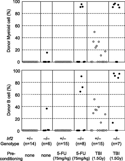 Figure 2. IRF2 deficiency permits efficient HSC replacement. Irf2+/− (○) or Irf2−/− (●) mice (CD45.1−CD45.2+) were untreated (Irf2+/−; n = 14, Irf2−/−; n = 6) or treated with either 5-FU (Irf2+/−; n = 15, Irf2−/−; n = 8) or 150 cGy TBI (Irf2+/−; n = 15, Irf2−/−; n = 7) alone, and were then given 5 × 106 whole BM cells from congenic mice (CD45.1+CD45.2+). Data shown is the percentage of donor-derived B cells (B220+, lower) and myeloid (Gr1+ plus CD11b+, upper) cells 4 months after BMT. Each symbol represents an individual mouse.