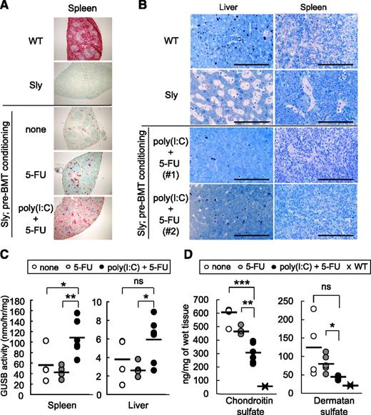 Figure 4. Improved GUSB activity and GAG levels, and corrected tissue pathology by BMT after poly(I:C) and 5-FU preconditioning. Eight-week-old Sly mice were untreated (n = 4) or treated with either 5-FU alone (n = 5) or poly(I:C) and 5-FU (n = 6), and were then given 1 × 107 of whole BM cells from littermate WT mice. (A) Spleen sections prepared from 5-month-old Sly, WT, or BMT mice (3 months after BMT), stained for GUSB activity (red) and counterstained with methyl green. Original magnification, ×40. The blood chimerism (GUSB+ cell percentage) in the recipient Sly mice shown here was as follows: none: 0.38% in B cells, 0.87% in T cells, and 1.99% in myeloid cells; 5-FU: 0.69% in B cells, 0.98% in T cells, and 3.62% in myeloid cells; poly(I:C) plus 5-FU conditioning: 10.1% in B cells, 14.2% in T cells, and 6.44% in myeloid cells. (B) Liver (left) and spleen (right) sections, stained with toluidine blue, taken from 5-month-old WT or Sly mice, or from Sly mice preconditioned with poly(I:C), and 5-FU followed by BMT (2 examples, representative of 6 mice). Samples from BMT mice were taken 3 months after BMT. Lysosomes distended by abnormal storage material appear as clear, foamy areas by this method. Bar represents 100 μm. (C) GUSB activity in spleen (left) and liver (right) homogenates from BMT mice (3 months after BMT) was determined by fluorometric assay. GUSB activity is expressed as nmol/hr/mg protein. (D) The levels of CS and dermatin sulfate in spleen homogenates from BMT mice (at 3 months after BMT) were measured as described in “Methods.” GAG level is expressed as ng/mg wet tissue. Horizontal bars show the average percentage for each group. Each symbol represents an individual mouse. Combined data from 6 independent experiments are shown (C, D). *P < .05; **P < .01; ***P < .001. ns, not significant.