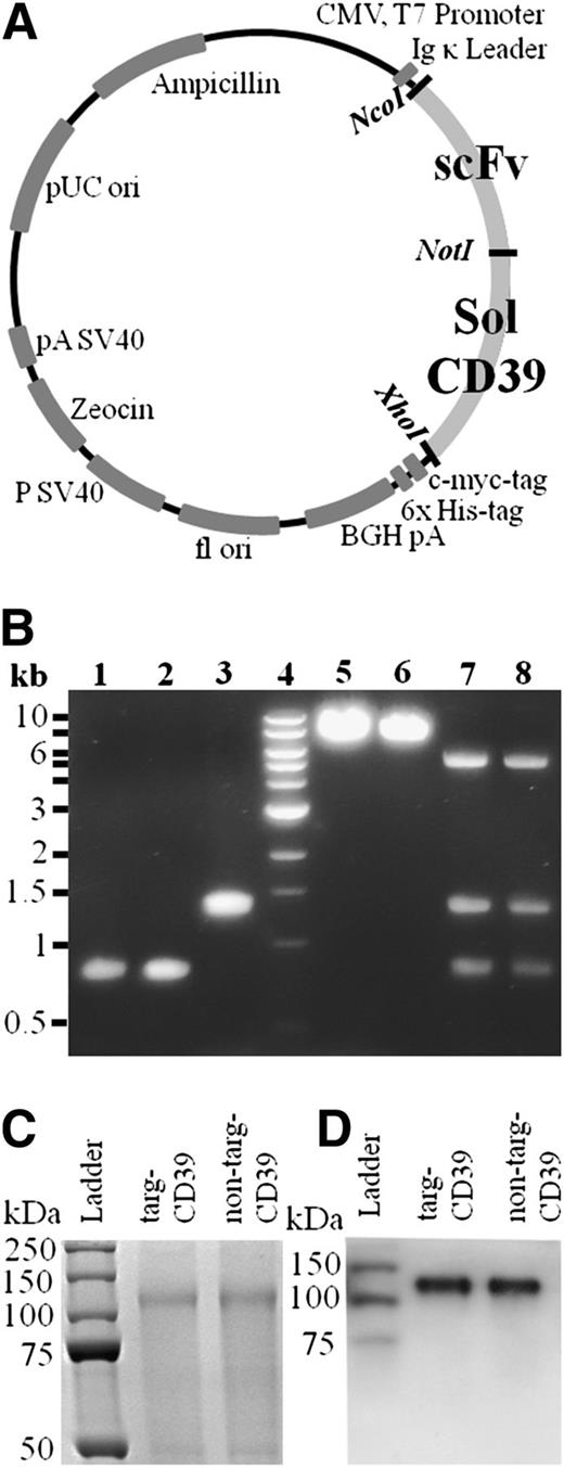 Figure 1. Vector map, generation, and purification of scFv-CD39 constructs. (A) Gene map of scFv-CD39 constructs in the pSectag2A vector for mammalian expression. The restriction enzymes used to insert the constructs are NotI, AscI, and XhoI. (B) Electrophoresis with 1% agarose gel. Lanes 1-3: molecular cloning of constructs using PCR amplification and double digest. (1) scFvSCE5, AscI and NotI (821 bp); (2) scFvMutMA2, AscI and NotI (821 bp); (3) solCD39, NotI and XhoI (1326 bp). Lane 4: DNA ladder. Lanes 5 and 6: single control digests of cloned constructs in pSectag2A. (5) targ-CD39, XhoI (7247 bp); (6) non–targ-CD39, XhoI (7247 bp). Lanes 7 and 8: triple control digests of cloned constructs in pSectag2A. (7) targ-CD39, AscI, NotI, and XhoI (821 bp for scFvSCE5, 1326 bp for solCD39, 5100 bp for pSectag2A); (8) non–targ-CD39, AscI, NotI, and XhoI (821 bp for scFvMutMA2, 1326 bp for solCD39, 5100 bp for pSectag2A) (C) 12% sodium dodecyl sulfate-polyacrylamide gel electrophoresis of scFv-CD39 visualized via Coomassie staining. (D) Western blot analysis of scFv-CD39s using a horseradish peroxidase–coupled anti–6xHis-tag antibody that binds to the constructs’ 6xHis-tags.