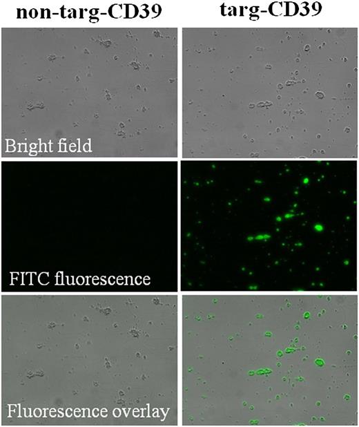 Figure 3. Flow chamber adhesion assay investigating binding of non–targ-CD39 and targ-CD39 to microthrombi. Platelet microthrombi were generated on a collagen matrix. Non–targ-CD39 and targ-CD39 were flown over these microthrombi, and binding was assessed by fluorescence microscopy. The scFv-CD39 constructs were detected with an Alexa Fluor-488–coupled anti–Penta-His secondary monoclonal antibody that binds to the constructs’ 6xHis-tag.