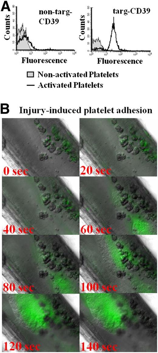 Figure 6. In vitro and in vivo targeting of scFvSCE5 in mouse platelets. (A) Flow cytometric detection of scFv-CD39 constructs using an Alexa Fluor-488–coupled anti–Penta-His antibody that binds to the constructs’ 6xHis-tags. Representative histograms showing binding of targeted or nontargeted CD39 constructs as assessed by a secondary anti–Penta-His Alexa Fluor-488 antibody. Nonactivated and activated platelets were differentiated by gating with a PE-labeled anti–P-selectin antibody. (B) Intravital microscopy of delayed binding of scFvSCE5 to adhering platelets. Representative images of the formation of a platelet layer induced by ferric chloride injury in the mesenteric artery. ScFvSCE5 binding was detected by an anti–Penta-His Alexa Fluor-488 antibody. Time point 0 depicts time after 4 minutes of ferric chloride–induced injury and 1 minute after flushing with saline when platelets began to attach to the injured site.