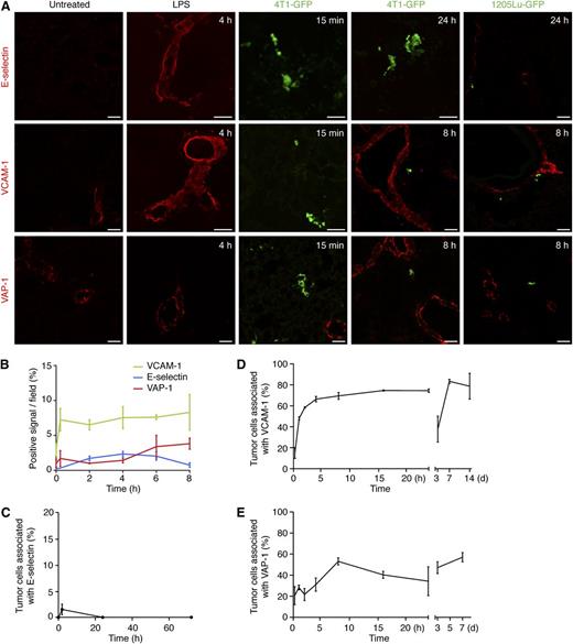 Figure 1. Endothelial activation in response to LPS treatment and to tumor cell challenge. BALB/c mice were treated with LPS or injected with 5 × 105 4T1-GFP tumor cells (green) intravenously. SCID mice were injected with 5 × 105 1205Lu-GFP tumor cells (green) intravenously. Lungs were harvested at the indicated times and analyzed by immunohistochemistry for the presence of different antigens of endothelial activation. (A) Representative images, acquired with a confocal microscope, of stainings for E-selectin, VCAM-1, and VAP-1 are shown (Alexa Fluor 633, red). (B) Dynamics of endothelial activation upon LPS treatment. Time zero represents untreated mice and indicates the basal expression levels of the adhesion molecules. Data represent mean ± SD, n = 3 mice. Representative images are shown in supplemental Figure 1. E-selectin (C), VCAM-1 (D), and VAP-1 (E) induction upon challenge with 4T1-GFP tumor cells was evaluated as described in the “Microscopy and image analysis” subsection of “Methods”. In (C-E) n ≥3 mice and data represent (C) mean ± SD or (D-E) mean ± SEM. In (C) values corresponding to the time points 15 minutes, 24 hours, and 72 hours are zero. Scale bars represent 50 µm.