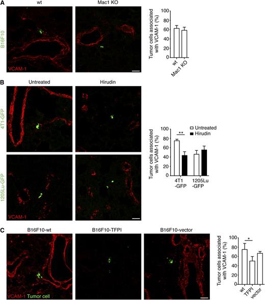 Figure 3. Clot formation contributes to endothelial activation in pulmonary metastasis. (A) C57BL/6-wt or Mac1 KO mice were intravenously injected with 5 × 105 CMFDA-stained B16F10 tumor cells (green). Lungs were harvested 8 hours later and assessed for VCAM-1 expression (red, Alexa Fluor 633; imaged with a confocal microscope). Percentage of tumor cells associated with VCAM-1 expression is shown; n = 3 mice (Mann-Whitney). (B) BALB/c or SCID mice were treated with hirudin and intravenously injected 5 × 105 4T1-GFP or 1205Lu-GFP tumor cells, respectively. Eight hours after the introduction of tumor cells, lungs were harvested and assessed for VCAM-1 expression (red, Alexa Fluor 633). Representative images, acquired with a confocal microscope, are shown. Percentage of tumor cells associated with VCAM-1 expression was analyzed; n ≥ 4 mice (Mann-Whitney for each cell line). (C) C57BL/6 mice were intravenously injected 5 × 105 CMFDA-stained-B16F10-wt, -B16F10-TFPI, or -B16F10-vector tumor cells (green). Lungs were harvested 8 hours after and assessed for VCAM-1 expression (red, Alexa Fluor 633). Representative images, acquired with a confocal microscope, are shown. Percentage of tumor cells associated with VCAM-1 expression was analyzed; n = 3 mice (one-way analysis of variance and the Tukey test). In (A-C), data represent mean + SD and *P < .05; **P < .01. Scale bars represent 50 µm.