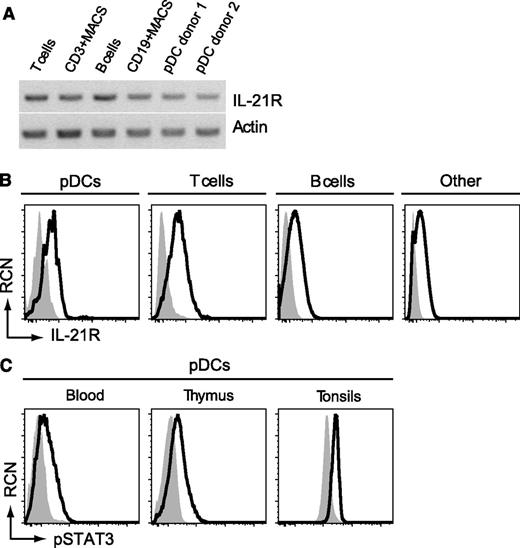 Figure 1. IL-21R is expressed by human pDCs and is functional. (A) Expression of IL-21 receptor was measured by RT-PCR on RNA extracted from human-sorted pDCs from thymus (2 donors) and compared with peripheral blood human T cells (sorted or MACS-enriched for CD3) and human B cells (sorted or MACS-enriched for CD19). Actin amplification was done as a loading control. (B) Total human peripheral blood mononuclear cells were analyzed for expression of IL-21R by flow cytometry. IL-21R surface expression levels on pDCs, T cells (CD4+ MACS), B cells (CD19+ MACS), and other cells (other) are shown (black lines). Isotype control stainings are shown as gray-filled histograms. IL-21R expression on total B cells is shown as positive control. (C) Flow cytometric analysis of phosphorylated (p) STAT-3 protein in primary pDCs from peripheral blood, thymus, and tonsils stimulated in the presence (black lines) or absence (gray-filled histograms) of IL-21 (25 ng/mL) for 20 minutes. One representative experiment out of 3 is depicted. RCN, relative cell number.