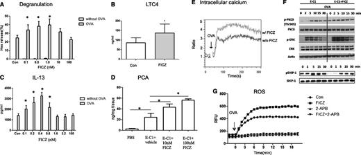 Figure 1. AhR ligands potentiate IgE-mediated mast cell activation. (A) A low dose of AhR ligands enhances IgE-mediated mast cell degranulation. BMMCs from C57BL/6 mice were sensitized with 1 μg/mL anti-OVA IgE (E-C1) ± FICZ or an equal amount of vehicle as a control (Con) for 16 hours and then stimulated with 10 μg/mL OVA for 30 minutes. Degranulation was monitored by the release of Hex. *P < .05. Data are representative of 3 independent experiments. (B) BMMCs were sensitized with E-C1 ± 1 nM FICZ or an equal amount of vehicle as control (Con) for 16 hours, then washed and stimulated with 10 μg/mL OVA for 30 minutes. *P < .05. Data are representative of 5 independent experiments. (C) AhR ligands enhance IgE-mediated IL-13 production. BMMCs were sensitized with E-C1 ± FICZ or equal amount of vehicle as control (Con) for 16 hours, then washed and stimulated with 10 μg/mL OVA for 6 hours. *P < .05. Data are representative of 3 independent experiments. (D) Analysis of PCA. Mice were injected intradermally with phosphate-buffered saline or 200 ng E-C1 IgE mAbs ± 10 nM or 100 nM FICZ. After 24 hours, 1 mg OVA was administered intravenously together with Evans blue dye, followed by measurement of the extravasation of Evans blue into the skin. In each group, n = 6. *P < .05. Data are representative of 3 independent experiments. (E) Intracellular Ca2+. BMMCs were sensitized with E-C1 ± 1 nM FICZ or equal amount of vehicle as control for 16 hours, loaded with the Ca2+ indicator Fluo-3-AM and Fura red-AM, and resuspended in 2 mM Ca2+ buffer stimulated with 10 μg/mL OVA for 5 minutes. Data are representative of 3 independent experiments. (F) Immunoblotting analysis of whole-cell lysates. BMMCs were sensitized as above, and then the cells were stimulated with 10 μg/mL OVA for the indicated time periods. For detection of phosphorylated and total proteins, 2 equal samples (1 for each) were loaded on the same Criterion XT Bis-Tris Gel (26 wells; Bio-Rad, catalog number 345-0125), so that all the samples were done on 1 gel and transferred to 1 membrane simultaneously. After the transfer to the same membrane, the membrane was cut and each group of samples was detected for phosphorylated and total proteins in parallel. Data are representative of 3 independent experiments. (G) Increased ROS levels in FICZ-exposed, IgE-activated mast cells. BMMCs were sensitized and treated as above, loaded with 5 μM CM-H2DCFDA, and stimulated with 10 μg/mL OVA. The fluorescence was monitored at 30-second intervals using a microplate fluorometer. An inhibitor of Ca2+ signaling (2-APB) was added 30 minutes before OVA stimulation. Data are representative of 3 independent experiments.