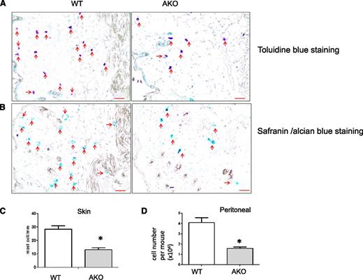 Figure 4. Immunohistochemical staining of mast cells. Toluidine blue staining (A) and safranin/alcian blue staining (B) of mast cells (indicated by arrows in red) in the back skin from WT and AKO mice at 12 weeks of age (original magnification ×200). Scale bar represents 50 μm. Data are representative of 3 independent experiments. (C) Quantitative analysis of (A) *P < .05, n = 9. (D) Quantitative analysis of peritoneal mast cells by Toluidine blue staining. *P < .05, n = 10. Data are representative of 3 independent experiments.