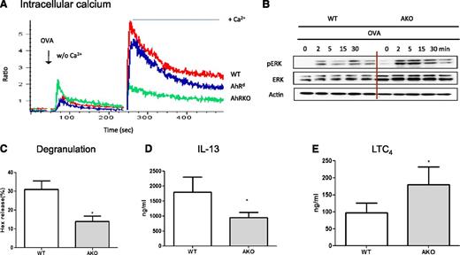 Figure 5. AKO mast cells were refractory to IgE/antigen stimulation. (A) Ca2+-mobilization and influx. BMMCs of WT and AKO were sensitized with IgE (E-C1) for 16 hours and then loaded with the Ca2+ indicator Fluo-3-AM and Fura red-AM. Ca2+ release was elicited by stimulation with 10 μg/mL OVA (Ag) first in Ca2+-free conditions, followed by shifting to Ca2+ (2 mM)-containing buffer 4 minutes later. The resulting changes in intracellular calcium were monitored over time. Data are representative of 3 independent experiments. (B) BMMCs were sensitized with E-C1 and then stimulated with 10 μg/mL OVA for the indicated time. Whole-cell lysates were analyzed by western blot. Data are representative of 3 independent experiments. (C) The levels of degranulation, IL-13 (D), and LTC4 (E) in WT or AKO mast cells sensitized with IgE (E-C1) for 16 hours and stimulated with OVA for 30 minutes for degranulation and LTC4 or 6 hours for IL-13 measurement. *P < .05. Data are representative of 5 independent experiments.