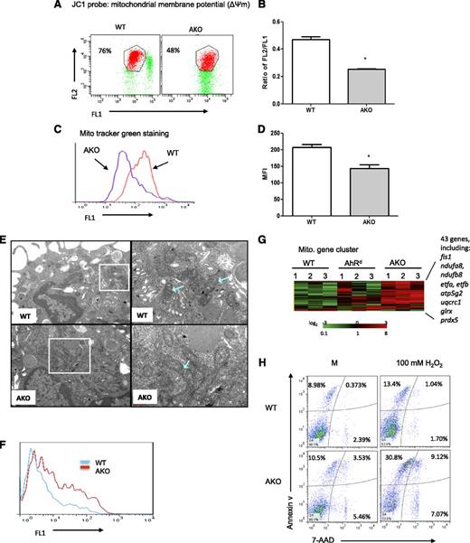 Figure 6. AKO mast cells demonstrate mitochondrial damage. (A) Mitochondrial membrane potential was assessed by JC1 staining. Data are representative of 3 independent experiments. (B) Ratios of JC-1 red versus green fluorescence. (C) Mitochondrial mass was detected by MitoTracker green staining. Data are representative of 3 independent experiments. (D) Numerical data of panel C. Data are representative of 3 independent experiments. (E) Transmission electron microscopy images of WT and AKO mast cells. (F) AKO mast cells showed elevated levels of intracellular ROS. Mast cells were cultured in the cytokine-free medium for 4 hours and then labeled with CM-H2DCFDA, and the levels of ROS were detected by flow cytometry. Data are representative of 3 independent experiments. (G) A heatmap of gene-chip array and gene cluster analyses of WT and AKO mast cells. (H) Analysis of apoptosis in WT and AKO mast cells. Mast cells were cultured in the WEHI-3–conditioned medium for 4 weeks. BMMCs were treated with 100 μM H2O2 overnight or using medium (M) as a control, and cellular apoptosis was detected by the use of annexin V and 7-AAD staining. Data are representative of 3 independent experiments.