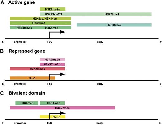 Figure 1. Histone modifications mark dynamically regulated genes. In all panels, shades of green indicate active marks, whereas shades of pink represent repressive marks. The orange and yellow colors mark regions of 5 mC and 5 hmC, respectively. (A) The distribution of histone methylation and acetylation marks, along with the degree of methylation, is illustrated across the promoter region, TSS (transcriptional start site), and gene body of a transcriptionally active gene. (B) Histone H3 methylation and DNA methylation are found in the promoter region and surrounding the TSS in transcriptionally repressed genes. (C) Bivalent chromatin domains consist of discrete pockets of histone H3K4me3 within large regions of histone H3K27me3. DNA 5hmC is also found in bivalent domains.
