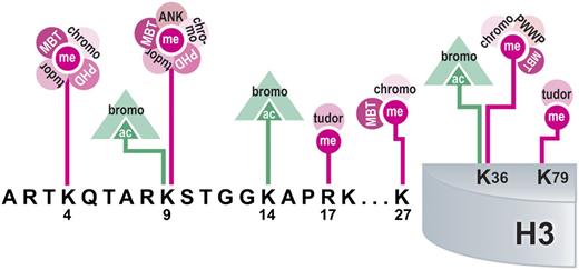 Figure 2. Modification-binding domains interpret histone PTMs. Domains from various histone-interacting proteins are depicted along with the PTMs that they bind on histone H3. Multiple reading domains can interact with a single modified site, as illustrated for histones H3K4, K9, K27, and K36. Interactions may also change depending on the modification present at the site, as shown for acetylation or methylation of histones H3K9 and K36. The colors represent different PTMs and associated binding domains, which are depicted as follows: pink, methylation; green, acetylation.