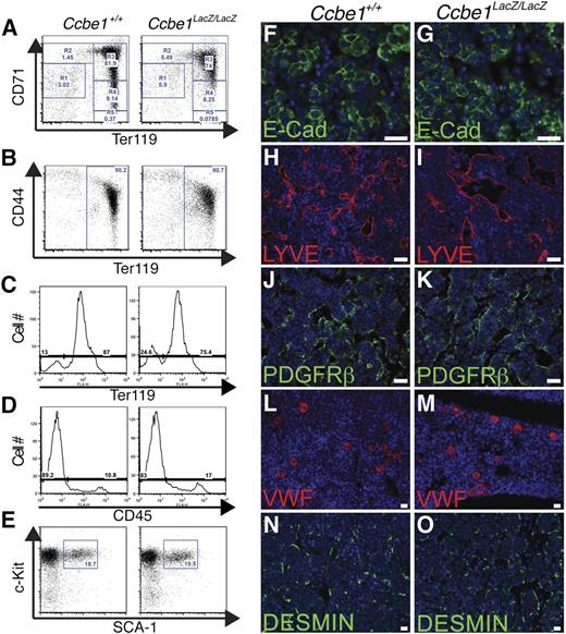 Figure 4. Ccbe1lacZ/lacZ fetal livers exhibit a specific defect in erythropoiesis. (A) Erythroblast maturation in Ccbe1lacZ/lacZ and control fetal livers was assessed by staining for CD71 and Ter119 at E13.5. Note that the number of erythroblasts in the Ccbe1lacZ/lacZ fetal liver was reduced at all stages of maturation. (B) Erythroblast maturation in Ccbe1lacZ/lacZ and control fetal livers was also assessed by staining for CD44 and Ter119 at E13.5. (C) The fraction of Ter119+ erythroblasts in Ccbe1lacZ/lacZ fetal livers is reduced at E13.5. (D) The fraction of CD45+Ter119− cells in Ccbe1lacZ/lacZ fetal livers is unchanged at E13.5. (E) Ccbe1lacZ/lacZ fetal livers have normal numbers of Lin-cKit+Sca1+ hematopoietic stem cells at E13.5. (E-N) Ccbe1lacZ/lacZ fetal livers have normal numbers of E-cadherin+ hepatocytes (F,G), LYVE1+ sinusoidal endothelial cells (H,I), PDGFRb+ vascular pericytes (J,K), vWF+ megakaryocytes (L,M), and Desmin+ stellate cells (N,O). Scale bars represent 25 μm.