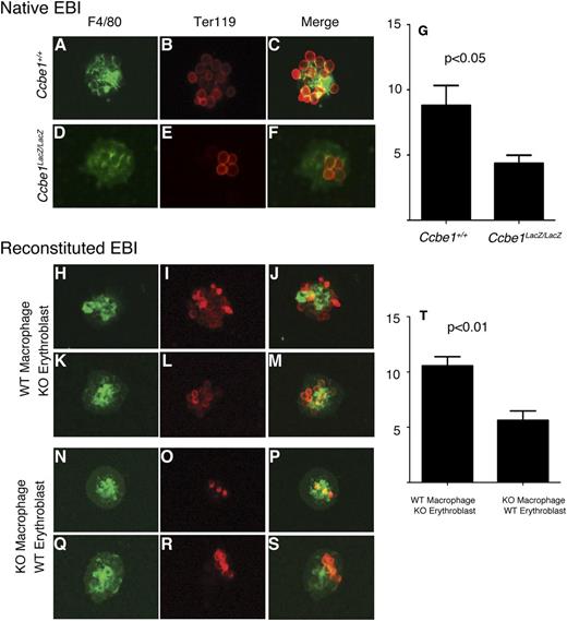 Figure 5. Ccbe1lacZ/lacZ fetal livers exhibit defective EBIs. (A-G) Native EBIs isolated from C57Bl/6 Ccbe1lacZ/lacZ fetal livers have reduced numbers of Ter119+ erythroblasts adherent to F4/80+ macrophages compared with those from wild-type littermates. (H-T) Reconstituted EBIs reveal normal adhesion of Ccbe1lacZ/lacZ erythroblasts to wild-type F4/80+ macrophages and reduced adhesion of wild-type erythroblasts to Ccbe1lacZ/lacZ F4/80+ macrophages. n = 30 to 40 islands per group; error bars indicate SEM. KO, Ccbe1lacZ/lacZ; WT, wild-type.