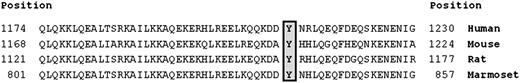 Figure 3. Conservation of the GOLGB1 protein near the Y1212C mutation. This figure shows the GOLGB1 protein alignments near the Y1212C mutation across human, mouse, rat, and marmoset species. The protein is highly conserved in this region, and PolyPhen2 predicts that this mutation will have a damaging effect on the protein, with a score of 0.99 (sensitivity of 0.14 and specificity of 0.99).