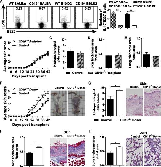 Figure 2. Augmented GVHD severity and fibrosis scores in CD19−/− donor-transplanted recipients. (A) Representative histograms and numbers of IL-10–producing B220+ B cells in wild-type (WT) BALB/c, CD19−/− BALB/c, WT B10.D2, and CD19−/− B10.D2 groups (three mice in each group). (B) Female wild-type BALB/c (▪, Control) or CD19−/− BALB/c (▿, CD19−/− Recipient) mice were transplanted with TCD BM and splenic T and B cells from wild-type CD19+/+ B10.D2 mice. (C) Skin scores were monitored every 3 days after BMT. Histopathologic scores and the ratio of trichrome area:total area in (D) the skin and in (E) the lung were analyzed 42 days after BMT. (F) Female wild-type BALB/c mice were transplanted with TCD BM and splenic T cells and B cells from male wild-type B10.D2 (▪, Control) or CD19−/− B10.D2 (△, CD19−/− Donor) mice. Skin scores were monitored every 3 days after BMT. (G) Histopathologic scores and the ratio of trichrome area:total area in (H) the skin and in (I) the lung were evaluated 42 days after BMT. Representative photographs and microphotographs were taken 42 days after BMT; 4 to 6 mice per group. *P < .05; **P < .01; ***P < .001.