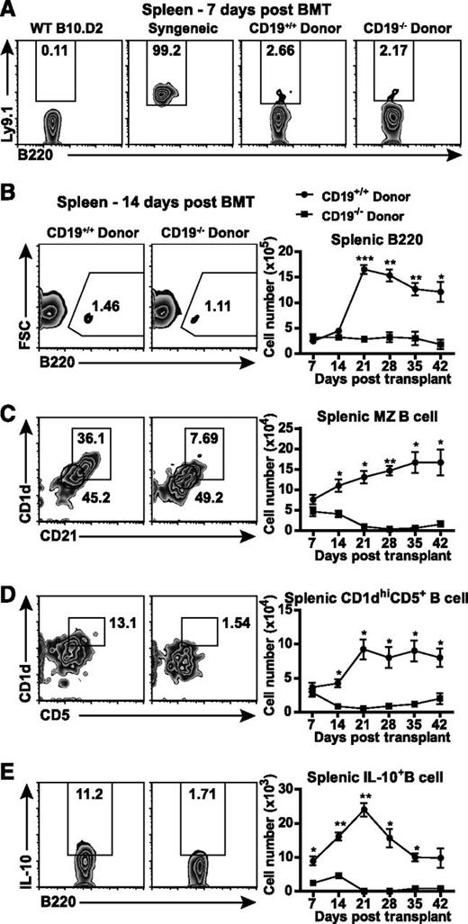 Figure 3. Decreased splenic regulatory B cells in CD19−/− donor-transplanted GVHD mice. Female wild-type BALB/c recipients were irradiated (800 cGy) and transplanted with TCD BM and splenic T and B cells from male wild-type B10.D2 or CD19−/− B10.D2 mice. (A) Frequencies of host B cells were identified by Ly9.1. Numbers of (B) splenic B cells (B220+), (C) marginal zone (MZ) B cells (CD1d+CD21+B220+), and (D) CD1dhighCD5+ B cells (CD1dhiCD5+B220+) were analyzed every 7 days after BMT. Splenic single-cell suspensions from CD19+/+ and CD19−/− donor-transplanted GVHD groups were cultured with PMA, ionomycin, LPS, and brefeldin A for 5 hours. (E) The number of splenic IL-10–producing B220+ B cells (Breg cells) was determined by intracellular staining every 7 days after BMT; 4 to 5 mice per group. *P < .05; **P < .01; ***P < .001.