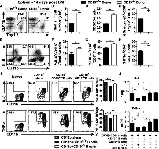 Figure 4. Splenic cytotoxic CD8+ T cells, IL-6–producing CD11b+ cells, and TNF-α– and IFN-γ–producing CD4+ T cells are increased in CD19−/− donor-transplanted GVHD mice. (A) Percentages of CD11b+ and Thy1.2+ cells within a live gate in CD19+/+ and CD19−/− donor-transplanted groups. (B) The number of splenic T cells (Thy1.2+) and (C) the ratio of splenic CD8+:CD4+ T cells was analyzed 14 days after BMT. Splenic single-cell suspensions from CD19+/+ donor and CD19−/− donor-transplanted groups were cultured with PMA, ionomycin, LPS, and brefeldin A for 5 hours for detection of IL-6–producing CD11b+ cells, or with PMA, ionomycin, and brefeldin A for 4 hours for detecting granzyme B–producing CD8+ T cells and TNF-α– and IFN-γ–producing CD4+ T cells. (D) Percentages of cytotoxic CD8+ T cells (Granzyme B–producing CD8+ T cells) among T cells (Thy1.2+). (E) From within a splenic live gate, percentages of CD11b+ and IL-6+ cells are shown in CD19+/+ and CD19−/− donor-transplanted groups. (F) Percentage of IL-6–producing CD11b+ cells among total live cells. (G) Percentage of TNF-α–producing CD4+ T cells and (H) percentage of IFN-γ–producing CD4+ T cells among CD4+ T cells; 4 to 5 mice per group. *P < .05; **P < .01. LPS-stimulated B cells purified from wild-type or CD19−/− B10.D2 spleens were cocultured with purified CD11b+ cells from CD19−/− donor-transplanted mice 14 days after BMT with/without IL-10 or anti–IL-10R antibody. (I) Representative histograms and bar graphs showed percentage of IL-6– or TNF-α–producing CD11b+ cells from CD11b+ cells. (J) Bar graphs indicate concentrations of IL-6 and TNF-α in supernatant after a 24-hour coculture. Experiments were performed in triplicate. *P < .05; **P < .01.