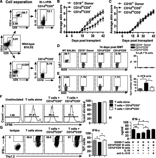 Figure 6. Early adoptive transfer of CD1dhiCD5+ B cells reduced CD19−/− donor-induced Scl-cGVHD severity. (A) Representative B10-cell purification results from an adoptive transfer experiment. Purified splenic B cells from wild-type male B10.D2 were separated into CD1dhiCD5+CD19+ and CD1dloCD5−CD19+ B-cell populations. The isolated cells were cultured with PMA, ionomycin, LPS, and brefeldin A for 5 hours. IL-10–producing B-cell frequencies in the stimulated cell cultures were determined by intracellular staining with IL-10. (B) CD19−/− donor-transplanted female recipients were also given phosphate-buffered saline, CD1dhiCD5+ B cells, or CD1dloCD5− B cells on the day of BMT or (C) on day 21 after BMT+- Skin scores were monitored every 3 days after BMT. (D) Percentages of host B cells (Ly.9.1+B220+) and (E) percentages and numbers of IL-10–producing B cells in each group are presented in representative histograms and bar graphs. (F-H) B10 cells altered the T-cell IFN-γ production profile but did not affect T-cell proliferation. (F) Representative histograms showing the proliferation of T cells when T cells and irradiated TCD splenocytes were cocultured without the presence of anti-CD3 and anti-CD28 (Unstimulated), or with the presence of anti-CD3 and anti-CD28 (T cells alone), or with either CD1dhiCD5+ (T cells + CD1dhiCD5+) or CD1dloCD5− (T cells + CD1dloCD5−) B cells in the presence of soluble anti-CD3 and anti-CD28. Proliferation was measured by CFSE dilution. LPS-stimulated CD1dhiCD5+ or CD1dloCD5− B cells isolated from wild-type B10.D2 spleens were cocultured with purified T cells from CD19−/− donor-transplanted mice 14 days after BMT in presence of irradiated BALB/c TCD splenocytes and soluble anti-CD3 and anti-CD28 for 72 hours, and with/without IL-10 or anti-IL-10R antibody. (G) Representative histograms and bar graphs showed percentage of IFN-γ–producing T cells. (H) Bar graph indicates concentrations of IFN-γ in supernatant after a 72-hour coculture. The experiments were performed in triplicate. *P < .05; **P < .01.
