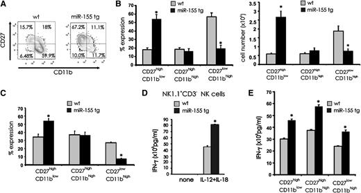 Figure 4. Effect of miR-155 overexpression on terminal differentiation of NK cells. (A) Splenocytes from wt and miR-155 tg mice were stained with anti-NK1.1, anti-CD3, anti-CD27, and anti-CD11b Abs. Contour maps represent surface density expression of CD27 and CD11b on gated NK1.1+CD3− NK cells. (B) The graphs summarize mean percentage (left) and absolute number (right) of +/− SEM of CD11blowCD27high, CD11bhighCD27high, and CD11bhighCD27low NK-cell subsets from 10 miR-155 tg and 4 wt mice. (C) 1 × 105 to 2 × 105 CD11blowCD27high NK cells collected from 2 CD45.2+ wt and 3 CD45.2+ miR-155 tg mice were intravenously injected into sublethally irradiated CD45.1+ recipient mice. After 16 days, splenic NK cells were harvested and the progeny of adoptively transferred CD11blowCD27high NK cells from wt and miR-155 tg mice were analyzed via FACS with a gate on CD45.2 expression and assessment for coexpression of CD27 and CD11b. With this, the frequency of CD11blowCD27high, CD11bhighCD27high, and CD11bhighCD27low NK-cell subsets was quantified and graphed. (D) Total wt and miR-155 tg NK1.1+CD3− NK cells were each costimulated in vitro for 18 hours using IL-12 (20 ng/mL) and IL-18 (10 ng/mL) and analyzed for IFN-γ secretion by ELISA. (E) FACS-sorted CD11blowCD27high, CD11bhighCD27high, and CD11bhighCD27low NK-cell subsets from wt and tg mice were stimulated for 18 hours in vitro with IL-12 (20 ng/mL) and IL-18 (10 ng/mL). Supernatants were then collected and analyzed for IFN-γ by ELISA. *Statistically significant; see text for details.