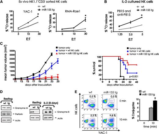 Figure 5. Effect of miR-155 overexpression on NK-cell cytotoxic effector functions. (A) FACS-sorted NK1.1+CD3− NK cells from wt and miR-155 tg mice were used as effector cells in a 4-hour 51Cr release assay using YAC-1 and RMA-Rae1β tumor cells as targets. (B) Eight days after expansion in IL-2, sorted wt and miR-155 tg NK cells were assayed for ADCC against 51Cr-labeled P815 Ab-coated targets cells. (C) The wt and miR-155 tg NK cells were mixed with RMA-Rae1β tumor cells at a ratio of 2:1 and injected subcutaneously into the flank of Rag2−/−xII2rg−/− recipient mice (left). RMA-Rae1β tumor cells alone were injected as control. Tumor volumes were calculated every 2 days. The graph summarizes mean ± SEM data from 2 experiments with a total of 7 mice for the wt and the miR-155 tg groups. The percent survival of mice that had been inoculated with either wt or miR-155 tg NK cells in combination with RMA-Rae1β tumor cells at a ratio of 2:1 or RMA-Rae1β tumor cells alone as control is shown (right). Data from 3 independent experiments using 11 mice for each group are summarized in the Kaplan-Meier survival plots. (D) Resting (left) and IL-2–activated (8 days; right) NK1.1+CD3− wt and miR-155 tg NK cells were analyzed for granzyme B, granzyme M, perforin, and actin protein levels by immunoblot. (E) The wt and miR-155 tg NK cells labeled with PE-conjugated anti-NK1.1 Ab were incubated with GFP+ YAC-1 tumor cells (left). Conjugate formation was analyzed at time 0 and after 10 minutes of incubation by flow cytometry. NK-cell target cell conjugates were gated and identified as NK1.1+GFP+ cells. The percentages of conjugates are shown on top of the representative dot plots. The graph summarizes the data of conjugate formation obtained from 3 wt and 3 miR-155 tg NK cell samples coincubated with YAC-1 tumor cells (right). *Statistically significant; see text for details.