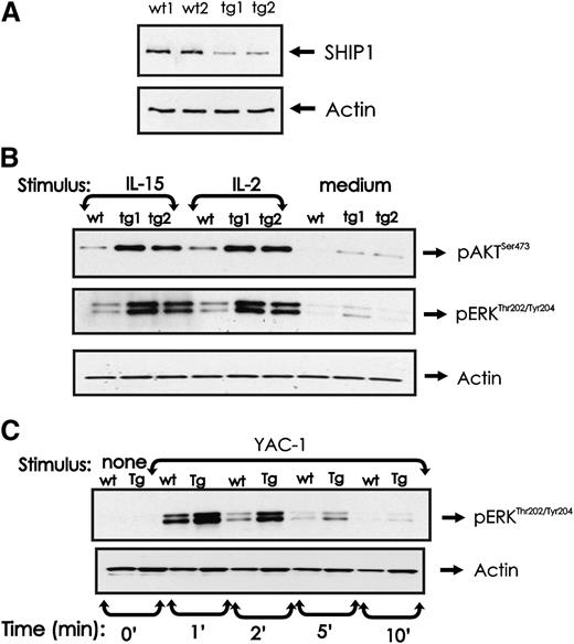 Figure 6. Effect of miR-155 overexpression on SHIP1 protein expression and AKT and ERK activation in NK cells. (A) NK1.1+CD3− NK cells from wt and miR-155 tg mice were analyzed for SHIP1 protein levels by immunoblot. Actin was assessed to ensure equal loading. (B) NK1.1+CD3− NK cells from wt and miR-155 tg mice were left untreated or stimulated with IL-2 (90 ng/mL) or IL-15 (100 ng/mL) for 10 minutes. Immunoblot analysis was performed on total lysates using anti-phospho-ERKThr202/Tyr204, anti-phospho-AKTSer473, and actin Abs. (C) NK1.1+CD3− NK cells from wt and miR-155 tg mice and paraformaldehyde-treated YAC-1 cells were mixed and incubated at a ratio of 5:1 for the indicated times. Lysates from NK-cell and YAC-1 samples were analyzed by immunoblot using anti-phospho-ERKThr202/Tyr204 and actin Abs. These blots are representative of at least 2 independent experiments.