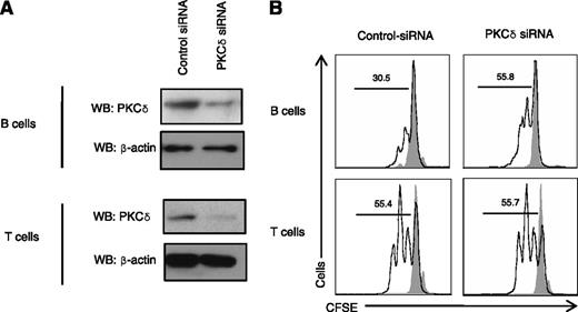 Figure 5. Knockdown of PKCδ-induced B-cell proliferation. (A) B cells or PBMCs were transfected with siRNA-universal negative control or siRNA-PRKCD (300 nM) with Amaxa electrophoration according to the Materials and Methods. After 3 days, cell lysates were prepared and subjected to the western blots (WB). (B) B cells or PBMCs were transfected with siRNA-universal negative control or siRNA-PRKCD (300 nM). The next day cells were stained with CFSE (1 μM) and stimulated with F(ab′)2 specific for anti-IgM (10 μg/mL), IL-4 (50 ng/mL), and CD40 ligand (10 μg/mL) for 5 days (for B cells) or Dynabeads T cell activator CD3/CD28 for 3 days (for PBMCs). Percent cells having undergone at least one cellular division, (numbers above the lines), assessed by CFSE dilution. Gray solid peak is unstimulated cells. Data are representative of 3 independent experiments.