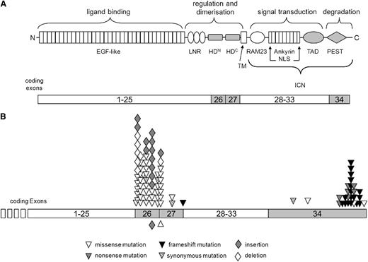 Figure 1. Overview about the mutations found in NOTCH1. The domain structure of NOTCH1, the functions of these domains, and the respective coding exons are schematically depicted (A). Analyzed exons and domains are highlighted. Mutations detected in this study are illustrated with respect to their position in the exons of the gene (B). Symbols below the exon line indicate homozygous mutation. Modified after Weng et al9, Zuurbier et al14, and Wagener and Müller.35 EGF, epidermal growth factor; HD, heterodimerization domain; LNR, LIN12/NOTCH repeats; NLS, nuclear localization sequence; TAD, transactivation domain. TM, transmembrane domain.