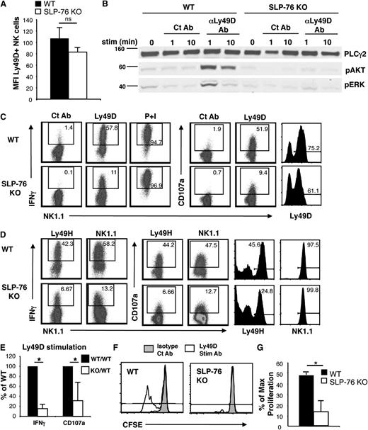 Figure 2. SLP-76 is necessary for optimal NK-cell function and proliferation downstream of Ly49D stimulation. Ly49D+ splenic NK cells from WT or SLP-76 KO mice were enriched and expanded in IL-2 for 6 days. (A) Expanded NK cells (CD3–NK1.1+ lymphocytes) were analyzed for the expression of Ly49D and represented as mean MFI ± standard error of the mean of 5 independent experiments. (B) Expanded NK cells were left unstimulated or stimulated with soluble isotype Ct Ab or anti-Ly49D Ab for 1 or 10 minutes and analyzed for total PLC-γ2 (loading control), pAKT, and pERK by western blot. One representative of 3 independent experiments is shown. (C) Expanded NK cells from WT or SLP-76 KO mice were stimulated with plate-immobilized Ct Ab, anti-Ly49D Ab, or soluble PMA/ionomycin for 4 hours in the presence of Monensin followed by detection of IFN-γ and CD107a expression by flow cytometry. Ly49D expression of NK cells at the time of stimulation is shown. All plots are gated on CD4–CD8–NK1.1+ lymphocytes. (D) Expanded NK cells from WT or SLP-76 KO mice were stimulated with plate-immobilized anti-Ly49H Ab or anti-NK1.1 Ab for 4 hours in the presence of Monensin followed by detection of IFN-γ and CD107a expression by flow cytometry. Ly49H and NK1.1 expression of NK cells at the time of stimulation is shown. All plots are gated on CD4–CD8–NK1.1+ lymphocytes. Dot plots are representative of 4 (Ly49H) or 2 (NK1.1) independent experiments. (E) Data compiled from 5 (IFN-γ) or 4 (CD107a) Ly49D stimulation independent experiments were normalized to the WT NK-cell response and expressed as mean ± standard error of the mean (SEM). (F) CFSE-labeled T-cell–depleted WT or SLP-76 KO splenocytes were stimulated with plate-immobilized control Ab or anti-Ly49D Ab in the presence of IL-2 (40 to 100 U/mL) for 3 days followed by flow cytometric analysis. Plots are gated on CD4–CD8–NK1.1+Ly49D+ NK cells. Cells to the left of gate have diluted CFSE and represent cells that have proliferated. One representative of 4 independent experiments is shown. (G) The percent of maximal proliferation induced by Ly49D stimulation is expressed as mean ± SEM of 4 independent experiments. * indicates statistical significance of P < .05 by paired t test; n.s., not significant.