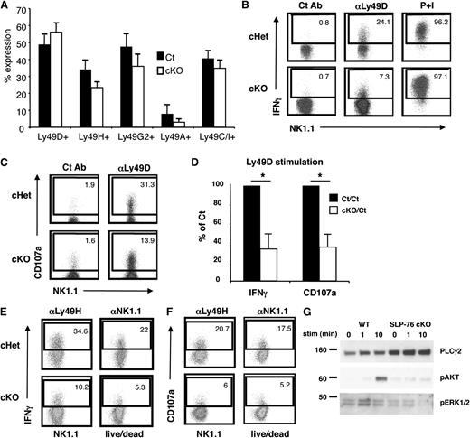 Figure 3. NK cells acutely depleted of SLP-76 display a normal Ly49 receptor repertoire but still exhibit functional defects. (A) Splenic NK cells (CD3–NK1.1+ lymphocytes) from control and SLP-76 cKO mice were analyzed for the expression of Ly49A, Ly49C/I, Ly49G2, Ly49D, and Ly49H and represented as mean percent positive ± SEM of 3 to 4 independent experiments. (B) Ly49D+ splenic NK cells from WT or SLP-76 cKO mice were enriched and expanded in IL-2 for 6 days. Expanded NK cells were stimulated by plate-bound isotype Ct Ab, anti-Ly49D Ab, or soluble PMA/ionomycin for 4 hours in the presence of Monensin followed by detection of IFN-γ and (C) CD107a expression by flow cytometry. Plots are gated on YFP+CD4–CD8–NK1.1+ lymphocytes. (D) Data compiled from 5 (IFN-γ) or 3 (CD107a) independent experiments were normalized to the control NK-cell response and expressed as mean ± SEM. * indicates statistical significance of P < .05 by paired t test. (E) The same NK cells wrtr stimulated with plate-bound anti-Ly49H or anti-NK1.1 antibody. IFN-γ and (F) CD107a surface expression was detected by flow cytometry. (G) The expanded NK cells were stimulated with soluble anti-Ly49D antibody for the indicated time and probed for pAKT and pERK1/2 by western blot analysis. PLCg2 served as the loading control. One representative of 2 independent experiments is shown.