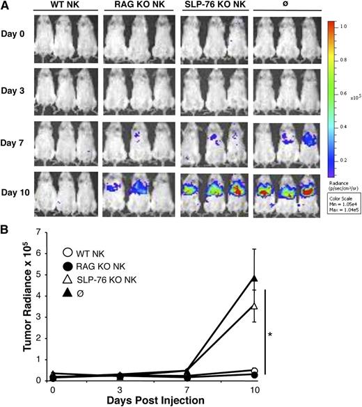 Figure 4. SLP-76 KO NK cells cannot prevent tumor engraftment in vivo. Ly49D+ splenic NK cells from WT, SLP-76 KO, or RAG KO mice were enriched and expanded in IL-2 for 6 days. Luciferase-expressing CHO cells were injected into NSG mice followed by injection of PBS (∅) or the indicated NK-cell type. (A) Images were taken on days 0, 3, 7, and 10. One representative of 3 independent experiments is shown. (B) Average tumor radiance data compiled from all experiments (n = 6 for WT, n = 7 for RAG KO, n = 10 for SLP-76 KO, and n = 9 for PBS) are expressed as mean ± standard error of the mean. * indicates significance of P < .05 for WT vs SLP-76 KO, WT vs PBS, RAG KO vs SLP-76 KO, and RAG KO vs PBS.