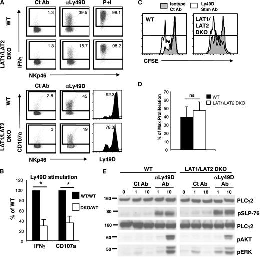 Figure 5. LAT1/LAT2 are required for IFN-γ production and cytotoxicity but are dispensable for phosphorylation of SLP-76, AKT, and ERK and for NK-cell proliferation. Ly49D+ splenic NK cells from WT and LAT1/LAT2 DKO mice were enriched and expanded in IL-2 for 6 days. (A) Expanded NK cells were stimulated with plate-bound isotype Ct Ab, anti-Ly49D Ab, or soluble PMA/ionomycin for 4 hours in the presence of Monensin followed by detection of IFN-γ and LAMP-1 expression by flow cytometry. Ly49D expression of cells at time of stimulation is shown. Plots are gated on CD4–CD8–NK1.1+ lymphocytes. (B) Data compiled from 3 independent experiments were normalized to the control NK-cell response and expressed as mean ± standard error of the mean (SEM). (C) CFSE-labeled T-cell–depleted WT or LAT1/LAT2 DKO splenocytes were stimulated with plate-bound control Ab or anti-Ly49D Ab in the presence of IL-2 (40 to 100 U/ml) for 3 days followed by flow cytometric analysis. Plots are gated on CD4–CD8–NK1.1+Ly49D+ NK cells. (D) The percent of maximal proliferation induced by Ly49D stimulation was calculated from 4 independent experiments and expressed as mean ± SEM. (E) Ly49D-enriched IL-2–expanded NK cells were left unstimulated or stimulated with Ct Ab or anti-Ly49D Ab for 1 or 10 minutes and analyzed for PLC-γ2 (loading control), pSLP-76, pAKT, and pERK. One representative of 3 to 6 independent experiments is shown. * indicates statistical significance of P < .05 by paired t test; n.s., not significant.