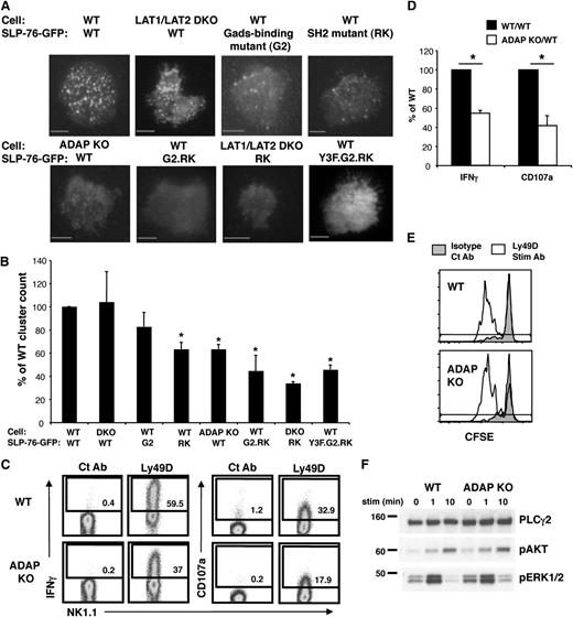 Figure 6. The membrane recruitment of SLP-76 can occur independently of LAT1/LAT2 in NK cells. IL-2–expanded Ly49D-enriched WT or LAT/LAT2 DKO NK cells expressing GFP-tagged SLP-76, SLP-76.G2, SLP-76.RK, or SLP-76 G2.RK mutant were stimulated on an anti-Ly49D Ab-coated surface. (A) Clustering of SLP-76 at the plasma membrane was imaged by TIRF microscopy. (B) Summary of TIRF data represented as mean ± SEM of WT clustering in 3-8 independent experiments. Scale bar, 5 μm. (C) Ly49D+ splenic NK cells from WT or ADAP KO mice were enriched and expanded in IL-2 for 6 days. Expanded NK cells from WT or ADAP KO mice were stimulated with plate-immobilized Ct Ab or anti-Ly49D Ab for 4 hours in the presence of Monensin followed by detection of IFN and CD107a expression by flow cytometry. Ly49D expression of NK cells at the time of stimulation is shown. All plots are gated on CD4–CD8–NK1.1+ lymphocytes. (D) Data compiled from 3 Ly49D stimulation experiments were normalized to the WT NK cell response and expressed as mean ± SEM. (E) CFSE-labeled T cell-depleted WT or ADAP KO splenocytes were stimulated with plate-immobilized control Ab or anti-Ly49D Ab in the presence of 25 U/mL IL-2 for 3 days followed by flow cytometric analysis. Plots are gated on CD4–CD8–NK1.1+Ly49D+ NK cells. Cells to the left of gate have diluted CFSE and represent cells that have proliferated. One representative of 2 independent experiments is shown. (F) Expanded splenic NK cells were left unstimulated or stimulated with soluble anti-Ly49D Ab for 1 or 10 minutes and analyzed for total PLCγ2 (loading control), pAKT, and pERK1/2 by western blot. One representative of 2 independent experiments is shown. *P < .03 by t-test.