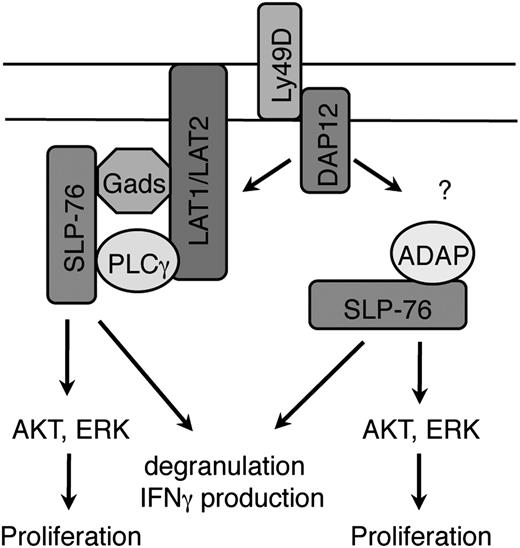 Figure 7. SLP-76–dependent signaling pathways in NK cells stimulated through ITAM-bearing receptors. SLP-76 is recruited to the plasma membrane by LAT1/LAT2 indirectly through Gads in the canonical signaling pathway. In addition, the SH2 domain of SLP-76 is necessary for recruitment via ADAP to the plasma membrane through an unknown mechanism. The strength of downstream signals generated by the LAT family-dependent or ADAP-dependent SLP-76 pathway alone is sufficient for phosphorylation of AKT and ERK and for NK cell proliferation. However, both pathways are necessary for optimal IFN-γ production and cytotoxicity. Although depicted in the figure, note only LAT1, not LAT2, cooperatively binds PLC with SLP-76.