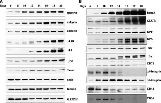 Figure 1. Immunoblots of membrane proteins of erythroblasts at different stages of human terminal erythroid differentiation. Blots of SDS-PAGE of total cellular protein prepared from erythroblasts cultured for different days were probed with antibodies against the indicated proteins. (A) Skeletal proteins and (B) transmembrane proteins. GADPH, glyceraldehyde-3-phosphate dehydrogenase.