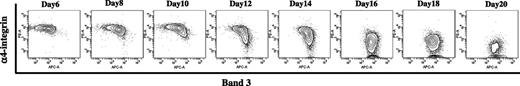 Figure 3. Flow cytometric analysis of in vitro differentiated human erythroid cells. The in vitro cultured erythroblasts at different days were stained with GPA, α4 integrin, and band 3. The plots of α4 integrin vs band 3 of all TER-positive cells are shown. Note the progressive change of α4 integrinhiband3neg population to α4 integrinnegband3hi population during terminal erythroid differentiation.