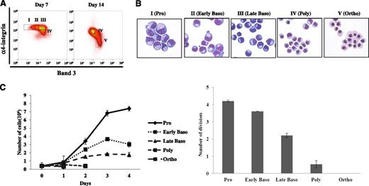 Figure 4. Isolation and characterization of human erythroblasts at distinct stages of development by cell sorting using GPA, band 3, and α4 integrin as surface markers. (A) The in vitro cultured day 7 or day 14 erythroblasts were stained with GPA, α4 integrin, and band 3. The expression levels of α4 integrin of all GPA+ cells were plotted again the expression levels of band 3. The data are displayed using both contour and density plots. Band 3 negative cells are gated as population I. Population III is represented by the cluster expressing medium level of band 3 and high level of α4 integrin. The region between I and III is gated as population II. Two distinct populations (IV and V) are clearly separated on cells cultured for 14 days. (B) Representative images of erythroblast morphology on stained cytospins from the 6 distinct regions shown in Figure 4A. Pro, proerythroblast; early baso, early basophilic erythroblast; late baso, late basophilic erythroblast; poly, polychromatic erythroblast; ortho, orthochromatic erythroblast. (C) Mitotic ability of purified staged human erythroblasts. Left panel: representative growth curves of staged human erythroblasts. Right panel: number of cell divisions of staged human erythroblasts. Data shown are from 4 independent experiments.