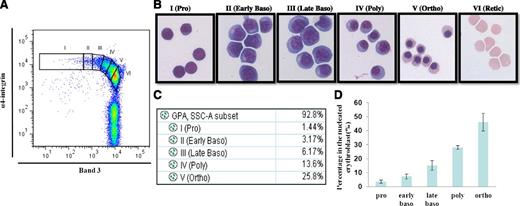 Figure 5. Flow cytometry analysis and isolation of primary human bone marrow erythroblasts. CD45- cells isolated from primary human bone marrow were stained with GPA, α4 integrin, and band 3. (A) Plot of band 3 vs α4 integrin of GPA+ cells. (B) Representative images of the sorted cells gated in A. (C) Proportions of distinct stages of erythroblasts in bone marrow shown in A. (D) Quantitation of the proportion of cells at each distinct stage of maturation after normalization based on total nucleated erythroid cells as 100% (N = 7).
