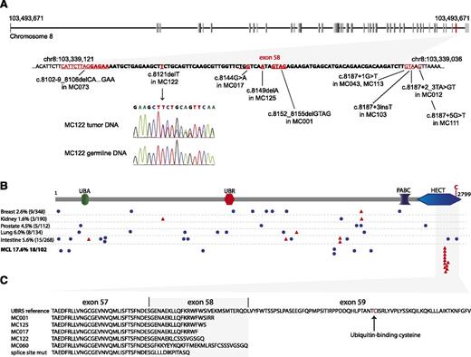 Figure 2. Details of UBR5 mutations observed in MCL and mutations reported in other cancers. (A) Top panel: intron-exon structure of UBR5 with Exon 58 highlighted in red. Bottom panel: details of deleterious mutations in the UBR5 gene are shown. All mutations are clustering within the genomic region of exon 58, the second last exon of the gene. The DNA sequence of exon 58 is indicated in bold. The chromatogram is showing a heterozygote 1-base pair deletion in MC122, the corresponding germline DNA sequence confirms this mutation as somatic alteration. (B) UBR5 protein structure with its ubiquitin-associated domain (UBA), UBR box (a zinc finger-like domain), polyadenylate-binding protein C terminus domain (PABC), and a C-terminal HECT domain. Mutations reported in other cancers23 are present in lower frequency and scattered throughout the protein. Blue circles: missense mutations; red triangles: deleterious mutations. All deleterious mutations found in MCL cluster within the C-terminal part of the HECT domain, upstream of the conserved cysteine residue at amino acid position 2768. (C) Protein alignment of truncated UBR5 mutant versions predicting a loss of ubiquitin-binding and transfer function.