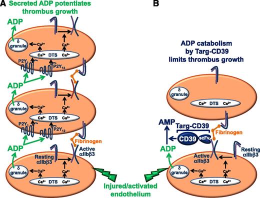 (A) Platelet thrombus formation occurs in a stepwise process. In the first phase, circulating platelets adhere to activated endothelium or exposed subendothelial matrix proteins exposed as a consequence of vascular injury. Platelet adhesion is an activating event that results in conversion of the integrin αIIbβ3 from a resting to an active conformation, in which it is competent to bind plasma fibrinogen. In the second phase, circulating platelets bind to immobilized fibrinogen and are thereby recruited into the growing thrombus. In the third phase of the process, platelets recruited to the thrombus by binding to immobilized fibrinogen are activated by soluble agonists released by activated, adherent platelets that form the initial platelet monolayer. Of particular importance is the platelet dense (δ) granule constituent, ADP, which binds to two GPCRs, including the Gαq-coupled P2Y1 receptor and the Gαi-coupled P2Y12 receptor. GPCR-mediated activation of platelets bound to immobilized fibrinogen initiates the third or perpetuation phase of the thrombus formation process because it results in activation of αIIbβ3, binding of plasma fibrinogen, and recruitment of additional platelets into the growing thrombus. (B) Targeting of soluble CD39 to activated platelets interferes with the perpetuation phase, but not the initiation or accumulation phases, of thrombus formation. Targ-CD39 represents a fusion protein composed of soluble CD39 fused to a single-chain Fv fragment (scFv) of an antibody that is specific for the active conformation of the platelet-specific integrin αIIbβ3. Targeting of CD39 to activated αIIbβ3 ensures that hydrolysis of ADP is delayed until after the first layer of platelets has already been activated and allowed to recruit the second layer of platelets. Consequently, Targ-CD39 interferes only with ADP-mediated activation of recruited platelets, which affects only the perpetuation phase of thrombus formation.
