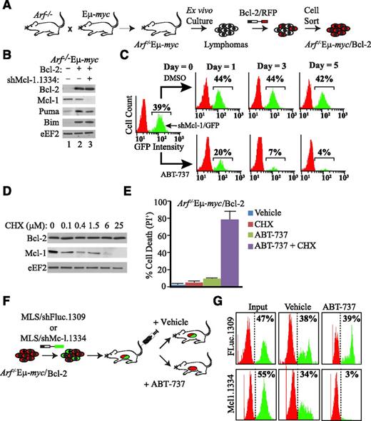 Figure 1. Resistance to ABT-737 is reversed on suppression of Mcl-1 in the Eμ-myc model. (A) Schematic diagram illustrating derivation of the ABT-737–responsive Arf−/−Eμ-myc/Bcl-2 tumor model. (B) Immunoblot analysis of selective Bcl-2–related family members in extracts from Arf−/−Eμ-myc/Bcl-2 lymphomas transduced with MLS expressing shMcl1.1334 and/or the Bcl-2 cDNA. (C) Knockdown of Mcl-1 is synthetic lethal with ABT-737 in Arf−/−Eμ-myc/Bcl-2 lymphomas ex vivo. Flow cytometry analysis of Arf−/−Eμ-myc/Bcl-2 lymphomas infected with MLS/shMcl-1.1334 and cultured in the presence of vehicle or 600 nM ABT-737 for the indicated time periods. (D) Western blot analysis indicating that inhibition of protein synthesis results in rapid depletion of MCL-1. Arf−/−Eμ-myc/Bcl-2 lymphomas were exposed to the indicated CHX (concentration) for 12 hours, at which point cell extracts were prepared and probed by western blot for the indicated proteins. (E) Loss of MCL-1 protein levels by blocking protein synthesis is synthetic lethal with ABT-737 in Arf−/−Eμ-myc/Bcl-2 lymphomas. Cells were treated with 600 nM ABT-737 and 25 μM CHX for 16 hours, and cell death was quantitated by PI staining. Cell death was determined by PI staining. n = 3; errors bars represent ± standard error of the mean. (F) Schematic representation of experimental procedure used to assess ABT-737 sensitivity in vivo in Arf−/−Eμ-myc/Bcl-2 lymphomas. (G) Suppression of Mcl-1 is synthetic lethal with ABT-737 in Arf−/−Eμ-myc/Bcl-2 lymphomas in vivo. Following infection of Arf−/−Eμ-myc/Bcl-2 (RFP+) with FLuc.1309 or Mcl-1.1334 (GFP+), cells were injected into syngeneic C57BL/6 mice. ABT-737 treatment was initiated 2 days following delivery of cells and continued for 7 days, at which point lymphomas were harvested and analyzed by flow cytometry.