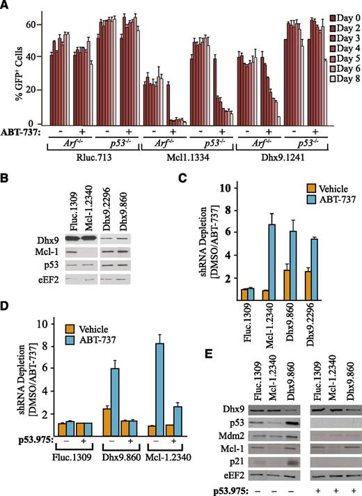Figure 4. Synergy between Dhx9 suppression and ABT-737 is p53 dependent. (A) Arf−/−Eμ-myc/Bcl-2 or p53−/−Eμ-myc/Bcl-2 lymphomas were infected with MLS constructs expressing the indicated shRNAs and cultured in the presence of media containing vehicle or ABT-737, and the percent GFP+ cells was determined over an 8-day period. Error bars represent ± standard error of the mean; n = 4. (B) Immunoblot of cell extracts prepared from U2OS cells that had been infected with lentiviral constructs expressing the indicated shRNAs and harvested 3 days after infection. The ratio of shRNA abundance in the dimethylsulfoxide control-treated lymphomas was set relative to ABT-737–treated samples. (C) U2OS cells were infected with lentiviruses expressing the indicated shRNAs, and the percent GFP+ cell population after 2 days of culture in the presence of vehicle or ABT-737 was determined. The ratio of shRNA abundance in the dimethylsulfoxide control-treated lymphomas was set relative to ABT-737–treated samples. Error bars represent standard error of the mean; n = 2. (D) Competition assays were performed as in panel C except using U2OS cells that had been previously transduced with a lentivirus expressing p53.975. Error bars represent mean ± standard error of the mean; n = 3. (E) Immunoblot of extracts prepared from U2OS cells infected with lentivirus expressing the indicated shRNAs and harvested 4 days after infection.