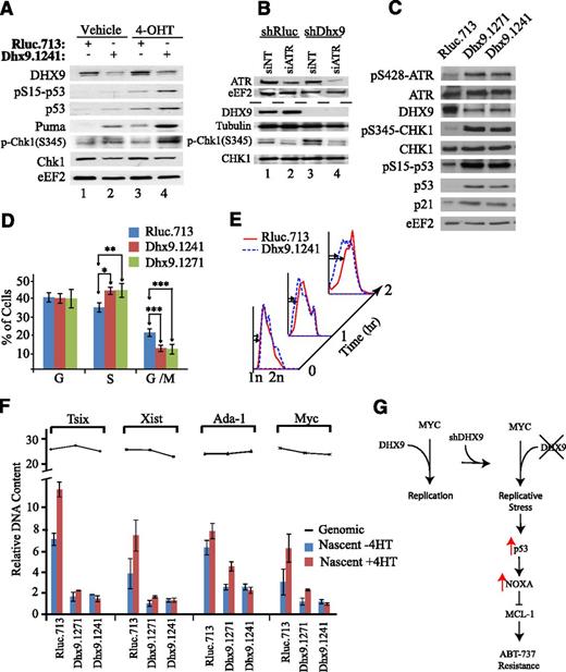 Figure 6. Loss of Dhx9 induces replicative stress and exacerbates Myc induction of p53. (A) Immunoblot analysis of extracts prepared from MycER/3T3 cells that had been infected with MLS expressing the indicated shRNAs. Cells were harvest 48 hours after exposure to vehicle or 250 nM 4-OHT. (B) Immunoblot analysis of extracts prepared from Myc-ER/3T3 that had been infected with MLS expressing the indicated shRNAs. Cells were then transfected with the indicated siRNA, and 48 hours later, lysates were generated and blotted with the indicated antibodies. (C) Immunoblot analysis of extracts prepared from Arf−/−Eμ-myc/Bcl-2 cells infected with the indicated shRNAs. (D) Cell cycle distribution of Arf−/−Eμ-myc/Bcl-2 lymphomas expressing the indicated shRNAs. Error bars represent standard error of the mean; n = 5; *P = .01; **P = .05, ***P < .01 (calculated using an unpaired Student t test). (E) S-phase progression of Arf−/−Eμ-myc/Bcl-2 expressing the indicated shRNAs on release from a double thymidine block. BrdU+ lymphomas were monitored at the indicated times after release. Cells were stained with PI and analyzed by flow cytometry. (F) Genomic (line graph) and nascent DNA (bar graph) was isolated from MycER/3T3 cells expressing the indicated shRNAs. DNA was harvested 48 hours after exposure to vehicle or 250 nM 4-OHT. The presence of nascent DNA corresponding to Tsix, Xist, Ada-1, and Myc origins was quantitated with quantitative reverse transcription-polymerase chain reaction. Error bars represent standard deviation; n = 3. (G) Schematic representation of a model by which Dhx9 knockdown enhances ABT-737 sensitivity.