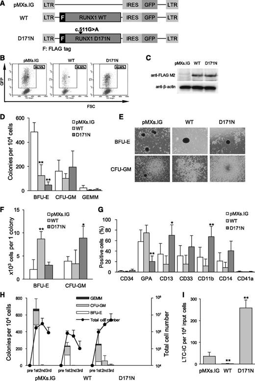 Figure 2. Overexpression of D171N promotes inhibition of differentiation and increase in self-renewal capacity. (A) Pictogram of pMXs.IG retroviral constructs of the FLAG-tagged RUNX1 WT and the D171N mutant (D171N). The difference in cDNA sequence of the mutant from the WT is indicated by an arrowhead. LTR, long terminal repeat. (B) Human CD34+ CB cells were transduced with the indicated vector. A typical flow cytometry profile of cells retrovirally transduced with pMXs.IG, WT, or D171N shows the transduction efficiency. The GFP+ cells shown within the gate were collected. (C) Anti-FLAG immunoblotting of sorted GFP+ cells confirmed the expression of FLAG-tagged RUNX1 proteins. Anti–β-actin antibody was used as control. (D-H) Ten thousand cells were plated in methylcellulose culture dishes. GEMM, colony-forming unit–granulocyte, erythroid, macrophage, megalocyte. Data are expressed as mean ± SD of 6 independent experiments and compared with control (pMXs.IG). *P < .05; **P < .01. (D) Colony numbers were counted after 14 days. (E) Photomicrographs (×40) of representative colonies found in the plates with an IX71 microscope and a DP12 camera (Olympus). (F) The cell number per colony was calculated by total GPA+ cells/total BFU-E colonies and total CD13+ cells/total CFU-GM colonies. (G) GFP+ cells were analyzed by flow cytometry for the indicated surface markers. (H) Colony number and cell proliferation fold in CFC replating assay. (I) LTC-IC assay in bulk was carried out in duplicate, and the average number of LTC-IC per 10 000 original input cells and SD of 4 independent experiments are indicated. **P < .01.