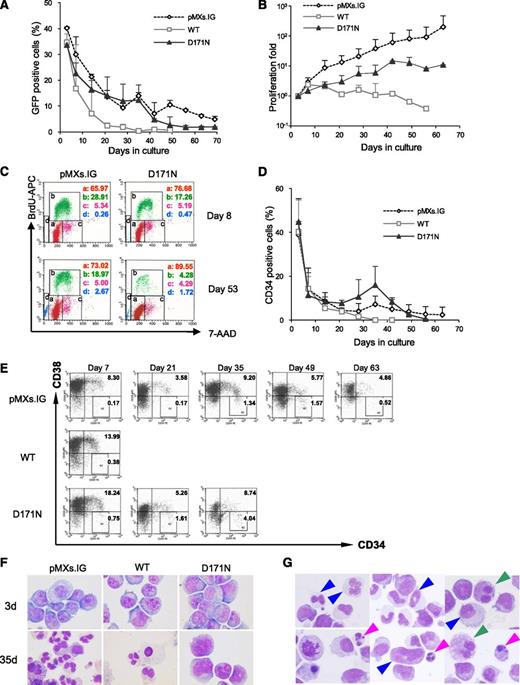 Figure 3. D171N-transduced cells lack long-term proliferation ability. Human CD34+ CB cells were transduced with the indicated vectors and cultured in complete cytokine medium (without IL-3 and IL-6). To examine proliferation ability of each transduced cell type, the cells were sorted for GFP expression and cultured in complete cytokine medium. Four independent experiments were performed, and the error bars represent the SD. (A) Proliferation curve of GFP+ RUNX1-transduced or control (empty vector-transduced) cells, nonsorted. (B) Growth patterns of the GFP-sorted transduced cells displayed as proliferation fold originating from 10° just after sorting. (C) Representative quantitative cell cycle analysis allowed the discrimination of cell subsets that were undergoing G0/G1 (a), S (b), or G2 + M (c) phases of the cell cycle, or apoptosis (d). (D) Percentage of CD34+ cells was determined by flow cytometry. (E) Representative CD34/CD38 expression pattern in long-term culture. (F) Images of Wright-Giemsa–stained cytospins on days 3 and 35 obtained with a BX51 microscope and a DP12 camera (Olympus); original magnification ×1000. (G) Morphologic abnormalities observed in Wright-Giemsa–stained cytospins of the D171N cells on day 35 in culture, myeloid, erythroid, and megakaryocytic cells with dysplasia are indicated by blue, pink, and green arrows, respectively, as captured with a BX51 microscope and a DP12 camera (Olympus); original magnification ×1000.