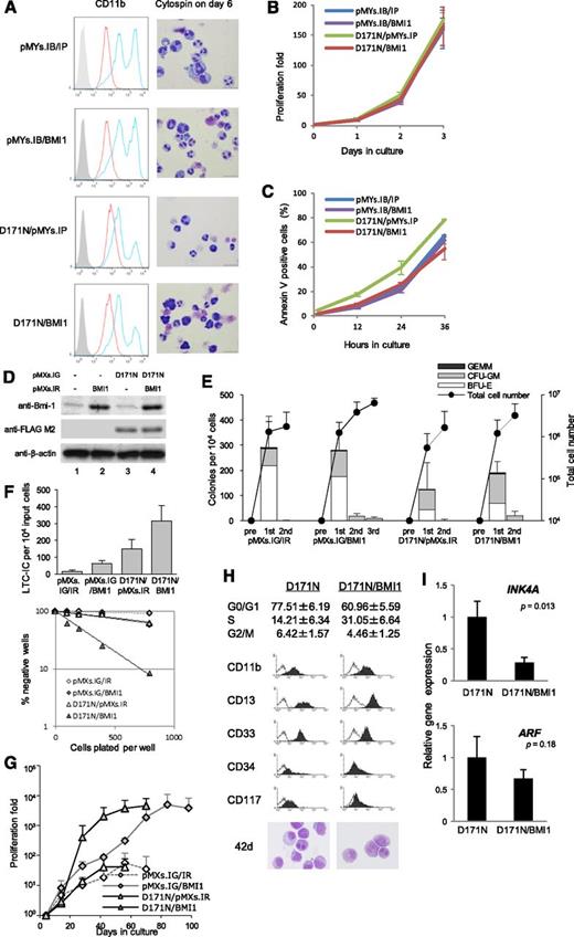 Figure 5. The effect of double expression of D171N and BMI1. (A-C) IL-3–dependent 32Dcl3 cells were stably transduced with pMYs.IP/IB, pMYs.IP/BMI1, D171N/pMYs.IB, or D171N/BMI1. Before the assay for proliferation and apoptosis, the transduced 32Dcl3 cells were subjected to drug selection with 1 μg/mL puromycin and 10 μg/mL blasticidin. (A) G-CSF–induced differentiation assay in indicated 32Dcl3 transfectants. Surface expression of CD11b after incubation for 6 days in the presence of 1 ng/mL IL-3 (red histograms) or 50 ng/mL G-CSF (blue histograms) was analyzed by flow cytometry. The result of control staining is shown as a filled histogram. Data are representative of 2 independent experiments. The cells cultured with G-CSF for 6 days were assessed by Giemsa staining. Images were obtained with a BX51 microscope and a DP12 camera (Olympus); objective lens, UplanFl (Olympus); original magnification ×1000. (B) Growth curve of the transduced 32Dcl3 cells cultured in the presence of 1 ng/mL of IL-3. Data are expressed as mean ± SD of 3 independent experiments. (C) Annexin V positivity in the transduced 32Dcl3 cells cultured without IL-3. Data are expressed as mean ± SD of 3 independent experiments. (D-G) Human CD34+ cells were precultured for 3 to 4 days in expansion medium and transduced with both GFP-tagged D171N and DsRed-tagged BMI1. After 3 to 4 days, GFP+/DsRed+ cells were purified by sorting. The cells were cultured in methylcellulose or long-term culture medium. (D) Expression of BMI1 and RUNX1-D171N were confirmed by Western blotting using anti-Bmi1 and anti–FLAG M2 antibodies, respectively. Anti–β-actin antibody was used as control. (E) Double-transduced cells were analyzed by CFC replating assay. Data are expressed as mean ± SD from 4 independent experiments. (F) LTC-IC assay in bulk and limiting dilution was carried out. (G) Growth patterns of the transduced cells cultured in long-term culture medium displayed as proliferation fold. The error bars represent the SD from 4 independent experiments. The growth profiles of all cells with double transduction of GFP (empty or D171N) and DsRed (empty or BMI1) vectors are shown. (H) Cell cycle analysis and the expression pattern of surface markers as shown by a typical flow cytometry profile, and Wright-Giemsa–stained cytospins of D171N- and D171N/BMI1-transduced cells on day 42 as captured with a BX51 microscope and a DP12 camera (Olympus); original magnification ×1000. (I) INK4A/ARF (p16/p14) expression levels in D171N- and D171N/BMI1-transduced cells on day 42. Relative gene expression was measured by qRT-PCR performed in triplicate and calculated as the ratio of INK4A/ARF to GAPDH expression.