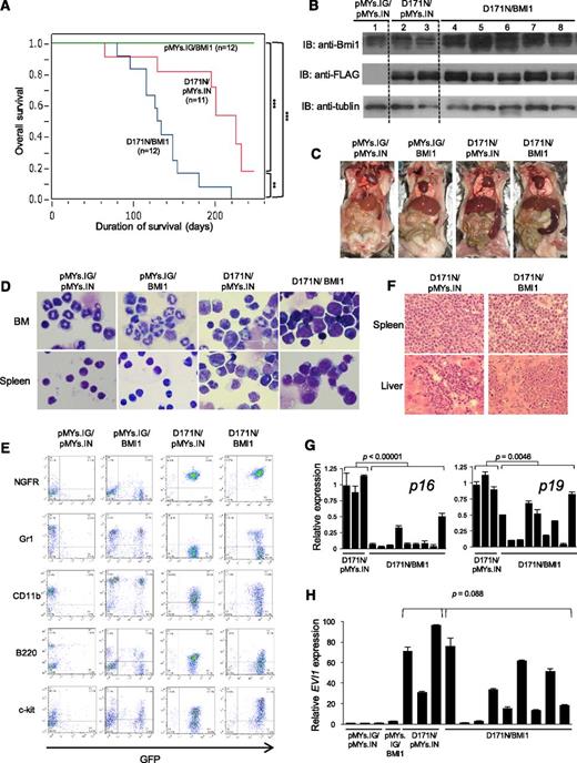 Figure 6. The effect of double expression of D171N and BMI1 in a mouse BMT model. (A) Kaplan-Meier analysis of the survival of mice that received transplants of BM cells transduced with pMYs.IG/BMI1 (n = 12, green line), D171N/pMYs.IN (n = 11, red line), or D171N/BMI1 (n = 12, blue line). P values were calculated using log-rank test. (B) Expression of RUNX1-D171N and BMI1 in BM cells derived from the BMT mice transduced with pMYs.IG/IN (lane 1), D171N/pMYs.IN (lanes 2, 3), or D171N/BMI1 (lanes 4-8). Cell lysates were immunoblotted with anti-Bmi1, anti–FLAG M2, or anti-tubulin antibody as control. Data are representative of 3 independent experiments. (C) Macroscopic findings of euthanized mice transplanted with BM cells transduced with the indicated construct. A representative photograph is shown. Mice with D171N/pMYs.IN or D171N/BMI1 died of MDS/AML with marked splenomegaly (right 2 panels), although mice with pMYs.IG/IN or pMYs.IG/BMI1 remained healthy without any organomegaly 8 months after BMT (left 2 panels). (D) Cytospin preparations of BM and spleen cells derived from indicated mice were stained with Giemsa. A representative photograph is shown. Images were obtained with a BX51 microscope and a DP12 camera (Olympus); objective lens, UplanFl (Olympus); original magnification ×1000. (E) Flow cytometric analysis of BM cells derived from each transduced mouse. In pMYs.IG/IN and pMYs.IG/BMI1, apparently healthy mice were euthanized for analysis of BM cells 8 months after BMT. The dot plots show staining for NGFR, Gr-1, CD11b, B220, or c-kit as detected with PE vs GFP. (F) Histopathological findings of spleen and liver from mice that died of MDS/AML in the indicated BMT model, as shown by hematoxylin and eosin staining. Images were obtained with a BX51 microscope and a DP12 camera (Olympus) with an UplanFL objective lens (Olympus) and are shown at an original magnification ×400. (G) Ink4a/Arf (p16/p19) expression levels in BM cells of mice. Relative p16/p19 expression was measured by qRT-PCR performed in triplicate and calculated as the ratio of p16/p19 to Gapdh expression. (H) Evi1 expression levels in BM cells of mice. Relative Evi1 expression was measured by qRT-PCR performed in triplicate and calculated as the ratio of Evi1 to Gapdh expression. RNA from pMYs.IG/pMYs.IN mice served as a control, and the RNA level was defined as 1.