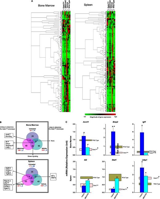 Figure 3. Unique altered expression signatures characterize the TGF-β pathway profiles of BM and spleen of Gata1low mice. (A) Hierarchical clustering of normalized gene expression in BM and spleen from untreated wild-type and Gata1low mice and from Gata1low treated with either vehicle or SB431542, as indicated (each line a different mouse, 3 mice per experimental group). (B) Venn diagram depicting overlap of differentially expressed genes in BM and spleen of untreated Gata1low mice or in Gata1low mice treated with either vehicle or SB431542, as indicated. Only genes with ≥ 2-fold differences in expression levels were considered. For further details, see Table 3. (C) Quantitative RT-PCR determinations of the mRNA levels for Acvrl1, Bmp2, and Igf1 in BM and of Id2, Stat1, and Ltbp1 in spleen of untreated wild-type and Gata1low mice and of Gata1low mice treated with either vehicle or SB431542, as indicated. Results are normalized to those observed in wild-type mice and are presented as mean (±SD) of those observed, with 3 mice per experimental group. Values statistically different (P < .05) from those observed in wild-type or untreated Gata1low mice are indicated with * or &. Differences in gene expression among the 4 experimental groups are similar to those observed by microarray analyses.