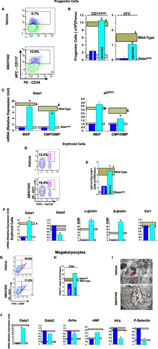 Figure 5. Inhibition of TGF-β1 signaling normalizes the number and expression profile of progenitor cells, erythroid cells, and MKs in BM of Gata1low mice. (A) Frequency by flow cytometry for CD34/CD117 expression, (B), total numbers, and (C) expression profiling of Common erythroid/MK and common erythroid/MK and common myeloid/granulocyte/monocyte progenitors from BM of vehicle- and SB431542-treated Gata1low mice. Results are compared with those observed with untreated Gata1low and wild-type littermates (pink and gray horizontal bars). B (right) presents the total number of progenitor cells calculated on the basis of CFC evaluations. (D) Frequency by flow cytometry for Ter119/CD71 expression, (E) total numbers, and (F) expression profiling of erythroid cells from BM of vehicle- and SB431542-treated Gata1low mice. (G) Frequency by flow cytometry for CD61/CD41 expression, (H) total cell number, (I) representative morphology by EM of MKs from BM of vehicle- and SB431542-treated Gata1low mice, and (J) expression profiling. I, Magnification ×4400; Neu indicates a neutrophil. Total cell numbers were calculated by multiplying the mean frequencies presented in Table 6 per the total number of BM cells in the 3 animals analyzed in this experiment. Quantitative results are presented as mean (±SD) of at least 3 independent determinations with 3 mice per experimental point and are compared with those observed with the corresponding populations purified from untreated Gata1low and wild-type animals (pink and gray horizontal bars). Values statistically different (P < .01) between untreated Gata1low and wild-type animals and between vehicle- and SB431542-treated Gata1low mice are indicated by & and *, respectively.